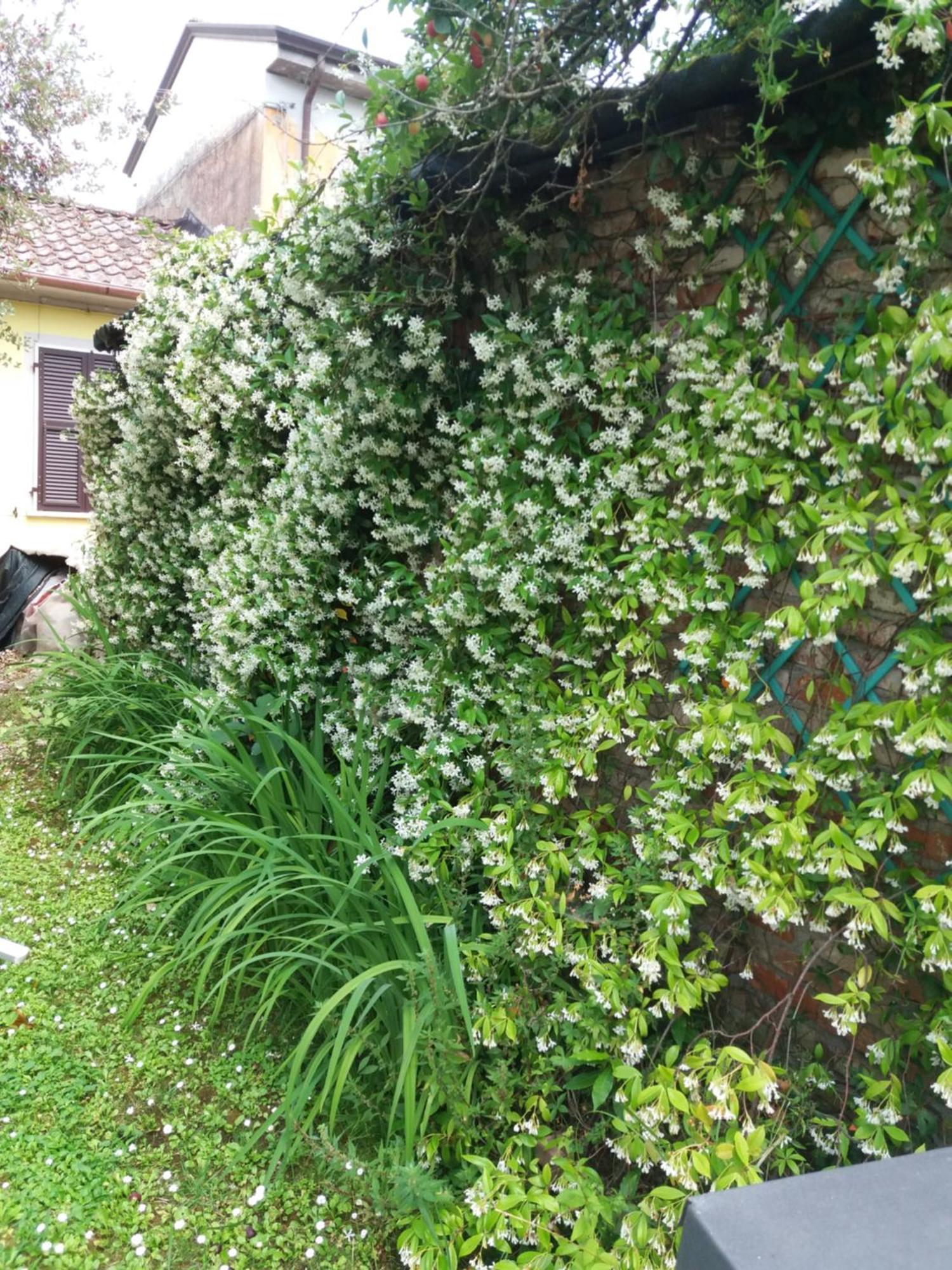 Ferienwohnung La Casa Del Tiglio Sarzana Exterior foto